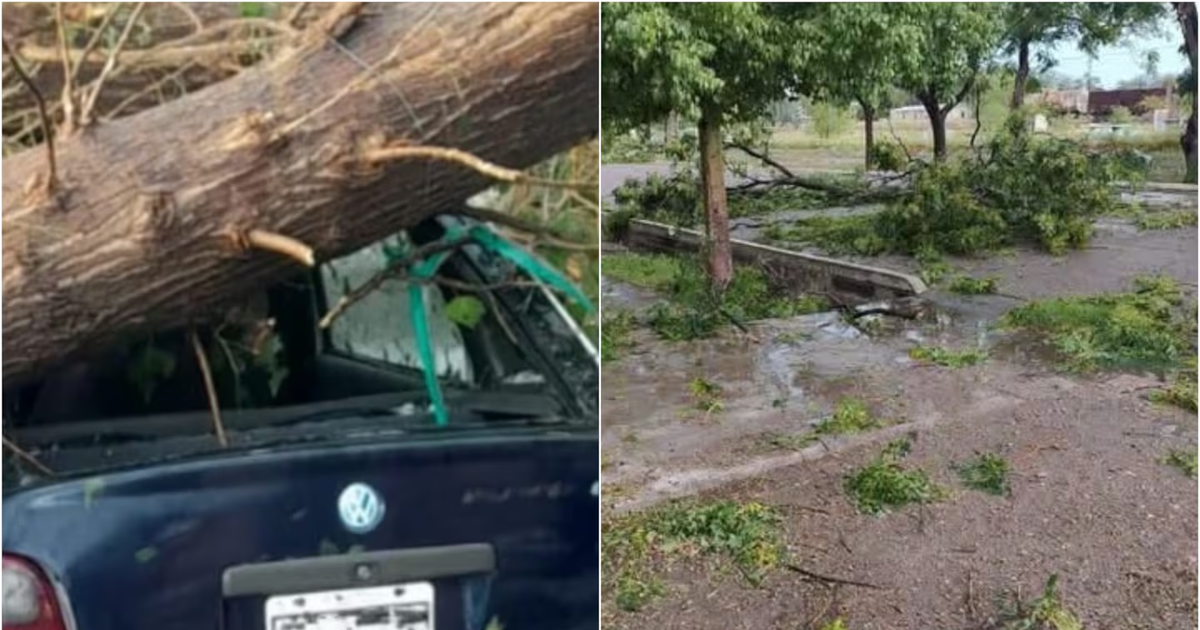 Un joven murió aplastado por un árbol cuando intentaba proteger su auto