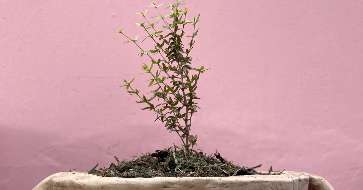 Larga Vida A La Jarilla La Reina Del Desierto Se Abre Paso En Los