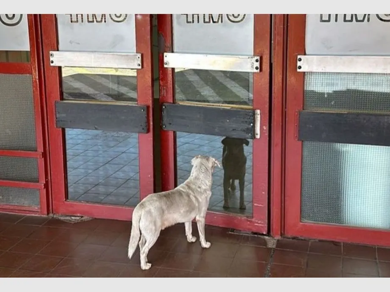 La Desgarradora Historia Del Perro Que Espera En La Puerta Del Hospital