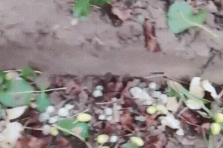 Golpe al oro verde de San Juan: el granizo impactó al pistacho, el cultivo estrella Golpe al oro verde de San Juan: el granizo impactó al pistacho, el cultivo estrella