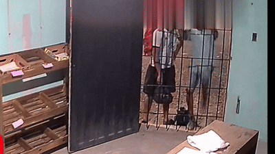 ¿Ladrón o acróbata del circo? El insólito robo de un joven en un almacén de Pocito ¿Ladrón o acróbata del circo? El insólito robo de un joven en un almacén de Pocito