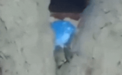 Encontraron varias ratas trepadas en un árbol en Rivadavia: el video