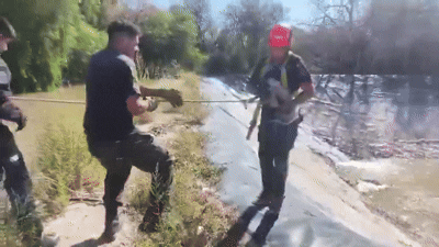 en rawson rescataron a dos perros que estaban en un reservorio de agua: el video en rawson rescataron a dos perros que estaban en un reservorio de agua: el video