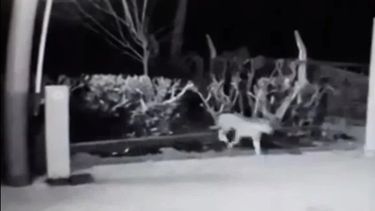 ¿Qué pasó con el supuesto puma que atemorizó a unos vecinos de Pocito?