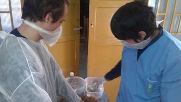 Esterilización de Mascotas: calendario para mayo y junio