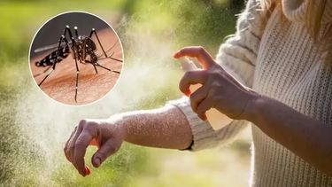 Dengue en San Juan: conocé los mitos sobre la enfermedad