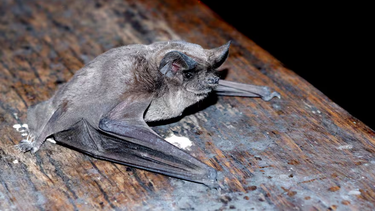 El Ministerio de Salud de la provincia informó la detección del primer caso de rabia animal en San Juan e indicó qué hacer al encontrar un murciélago.