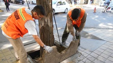 Los árboles de Capital empiezan a curarse, tras el primer saneamiento general