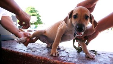 Campaña de vacunación antirrábica y desparasitación