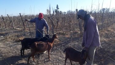 Dejó libre sus cabras, dañaron el brote en una finca y podría pagar hasta $100 mil pesos de multa
