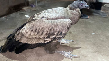 Un cóndor andino fue hallado y rescatado en medio de un loteo en Las Chacritas, en 9 de Julio.