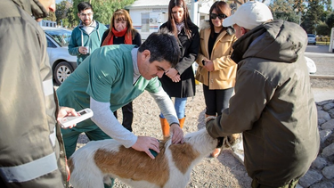 Realizarán esterilización, vacunación y chipeo de mascotas en distintos departamentos de San Juan.