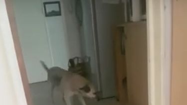 ¿Que vio esta perra sanjuanina? Mira lo que hace para no pasar por la puerta de la cocina