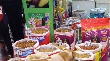 La historia de un perro comiendo que conmovió las redes