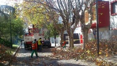Comenzaron los trabajos de poda en barrios de Rivadavia