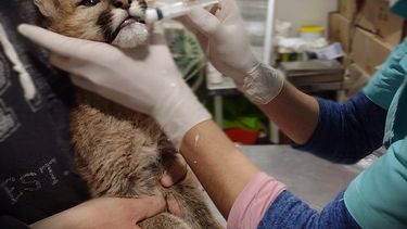 La nueva vida de la pumita que vivía en cautiverio en Caucete