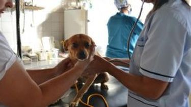 Rawson: Programa de tenencia responsable y sanidad animal