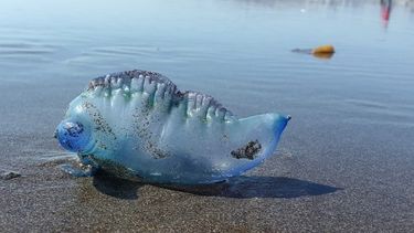 Si vas a Chile cuidate de las medusas