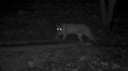 Un puma suelto aterroriza a vecinos de una zona de Pocito: el video