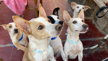 Cómo denunciar los casos de maltrato y abandono animal en San Juan.