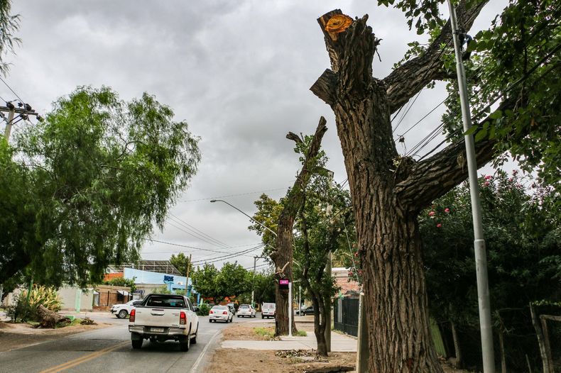 Morir aplastado por un árbol: dos enormes troncos amenazan en la zona