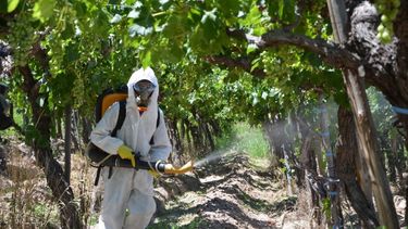 Continúan las aplicaciones de productos fitosanitarios para combatir la polilla de la vid