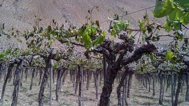 Nación declaró la emergencia agropecuaria en San Juan