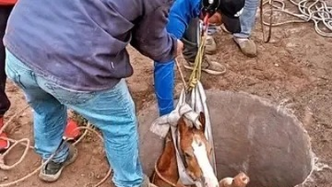 Bomberos y personal municipal trabajaron durante casi dos horas para rescatar a un potrillo que cayó a un pozo en Valle Fértil.