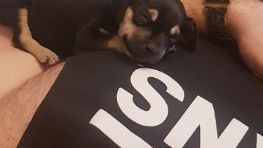 Es de la familia: ofrece $15.000 a quien encuentre a un callejerito perdido en Capital