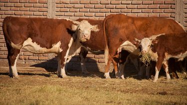Cayó la cantidad de ganado vacunado contra la aftosa en 2025, y en marzo se reinicia la campaña sanitaria en todo San Juan