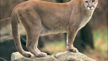 Un puma habría matado 3 perros en una localidad de Albardón