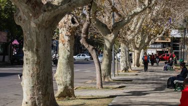 El plátano es una de las especies que se eligió para la forestación de San Juan. La mayoría de ellos se plantó durante la década del 40.&nbsp;