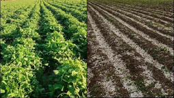 Antes y después del granizo en una plantación de porotos en Iglesia. Personal técnico y municipal inició desde temprano los relevamientos en las zonas rurales afectadas. Antes y después del granizo en una plantación de porotos en Iglesia. Personal técnico y municipal inició desde temprano los relevamientos en las zonas rurales afectadas.