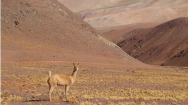 Ejercerán más control en San Guillermo con un nuevo refugio