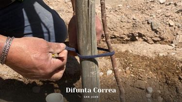 La Difunta Correa busca reforestar su paraje y podes adoptar un árbol: mirá cómo