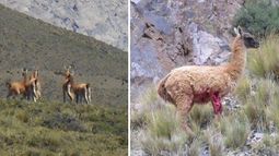 El campo privado que usan como coto de caza de guanacos