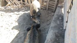 Así encontraron a los animales salvajes en una finca de Pocito