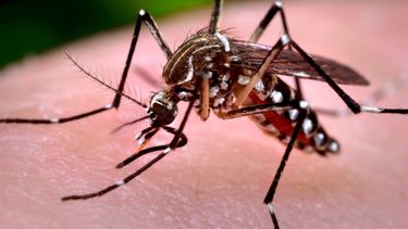 Importante: además del dengue, ¿qué otras enfermedades transmite el mosquito Aedes Aegypti?¡Todos podemos prevenir los criaderos de mosquitos!