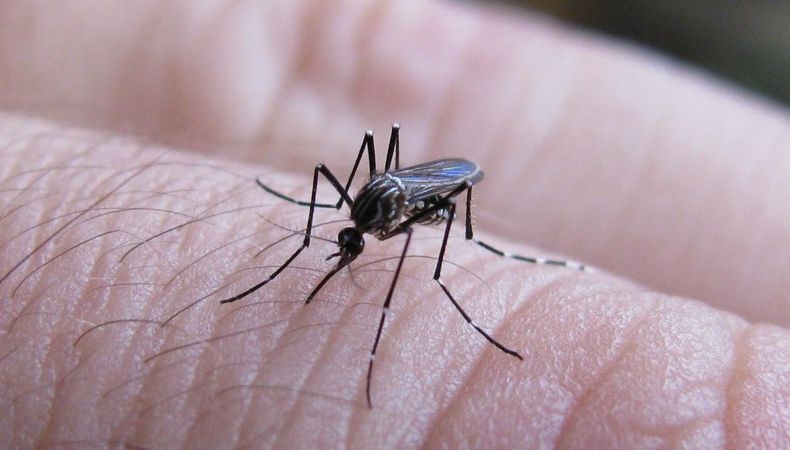 Los casos de dengue siguen aumentando en el país.