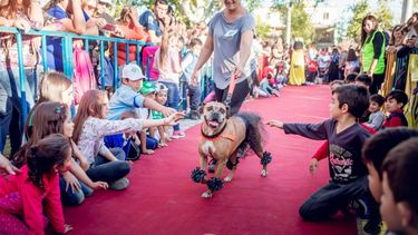 Las mascotas de Santa Lucía se lucieron en la pasarela