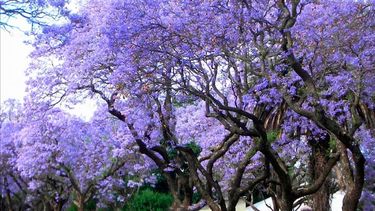 Todo lo que tenés que saber de Kiri, el árbol de moda