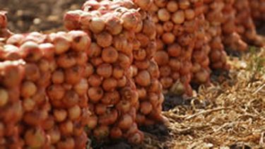 San Juan, una de las provincias que colocó al país como referente en la producción de cebolla