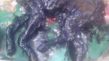 Embebieron a un perro de 8 meses en alquitrán y lo dejaron tirado en Media Agua