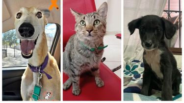 Una galgo, un gatito y un bebé que buscan hogar en San Juan
