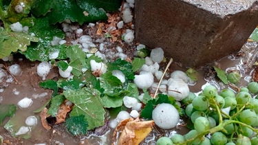 Lo que la tormenta dejó: productores de Pocito, Santa Lucía y Jáchal, entre los más afectados