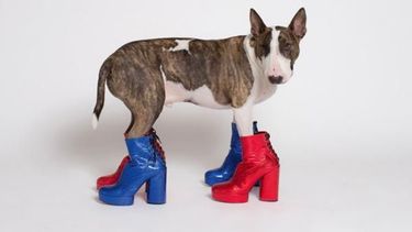 Ellas son las cuatro mascotas más influyentes de la moda