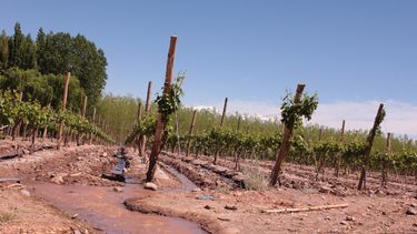 Calingasta prepara un circuito de enoturismo en el departamento