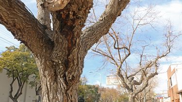 El 70% de los árboles de Capital están enfermos