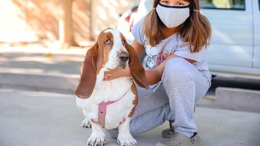 ¿Sos de Trinidad y tenés que vacunar a tu mascota? mirá cómo hacerlo gratis