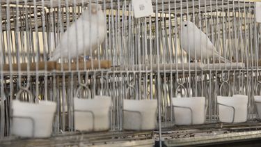 Pájaros de todos tamaños y colores para ver de cerca